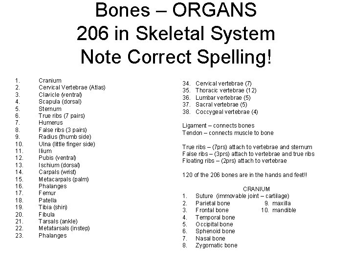 Bones – ORGANS 206 in Skeletal System Note Correct Spelling! 1. 2. 3. 4.