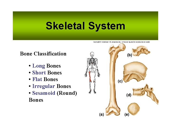 Skeletal System Bone Classification • Long Bones • Short Bones • Flat Bones •