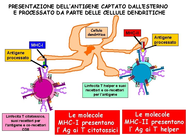 PRESENTAZIONE DELL’ANTIGENE CAPTATO DALL’ESTERNO E PROCESSATO DA PARTE DELLE CELLULE DENDRITICHE Cellula dendritica MHC-II