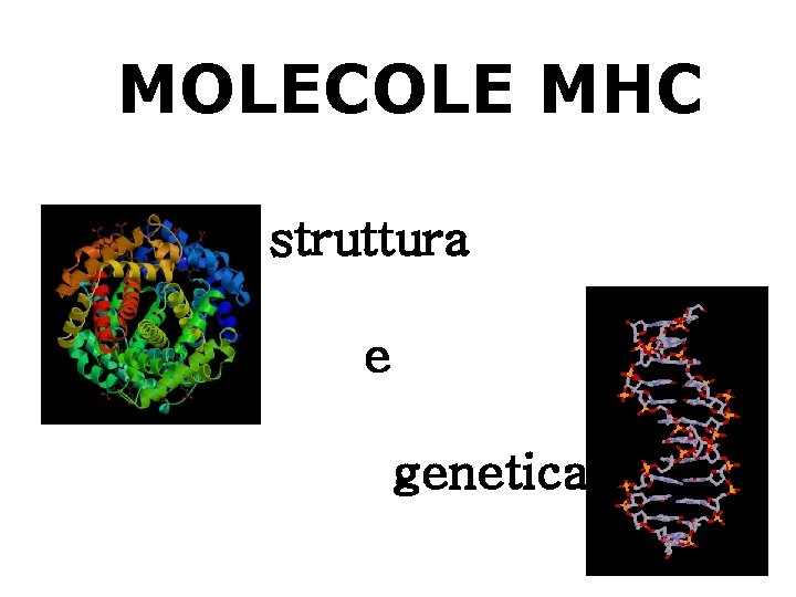 MOLECOLE MHC struttura e genetica 