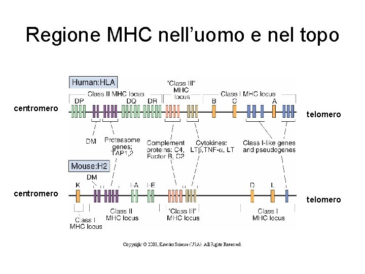 Regione MHC nell’uomo e nel topo centromero telomero 