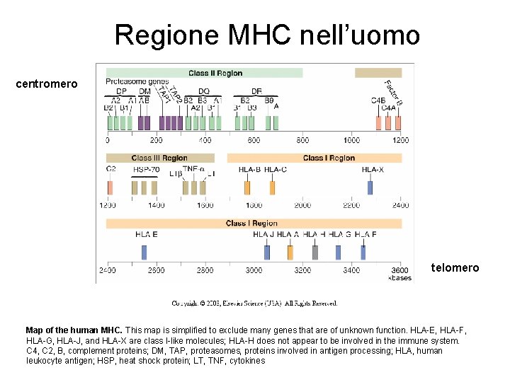Regione MHC nell’uomo centromero telomero Map of the human MHC. This map is simplified
