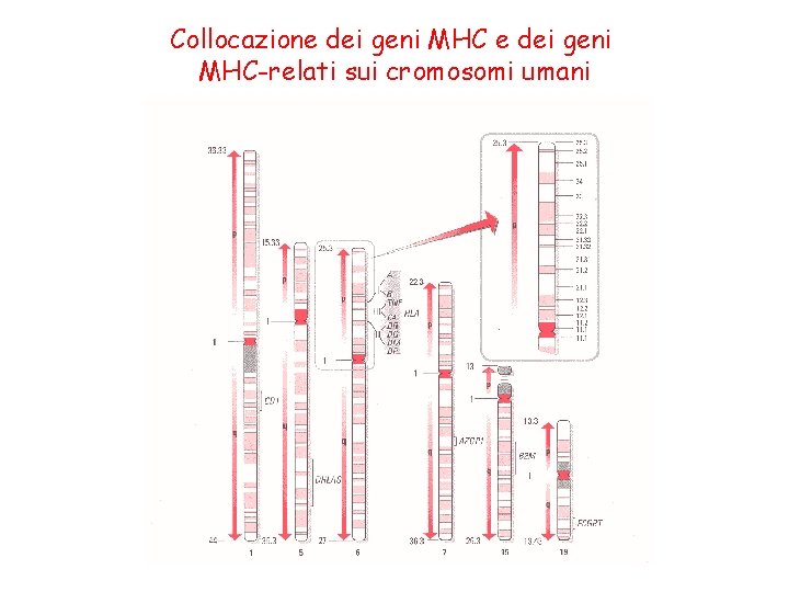 Collocazione dei geni MHC-relati sui cromosomi umani 