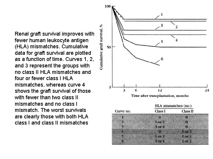 Renal graft survival improves with fewer human leukocyte antigen (HLA) mismatches. Cumulative data for