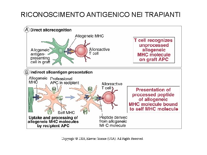 RICONOSCIMENTO ANTIGENICO NEI TRAPIANTI 