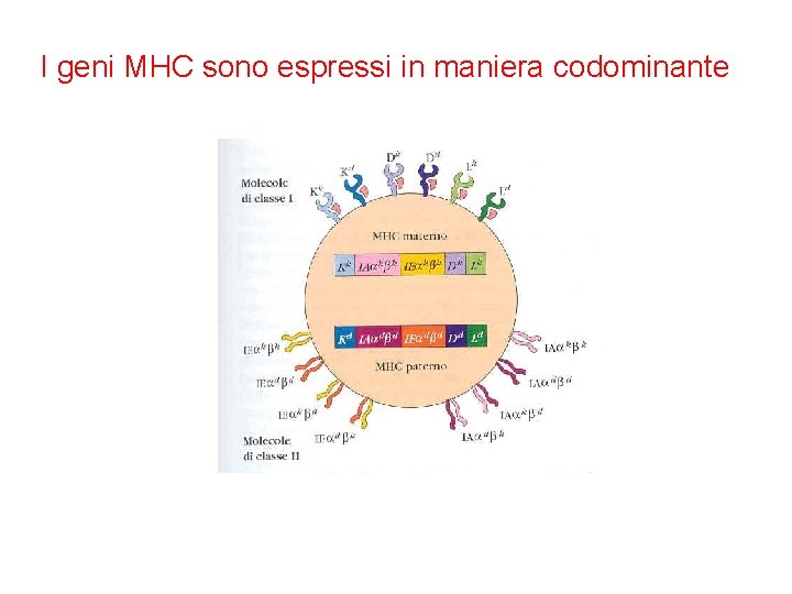 I geni MHC sono espressi in maniera codominante 