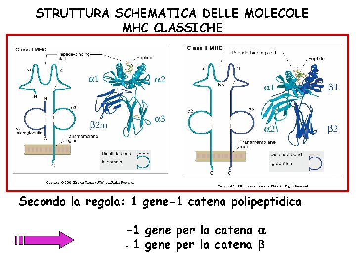 STRUTTURA SCHEMATICA DELLE MOLECOLE MHC CLASSICHE Secondo la regola: 1 gene-1 catena polipeptidica -1