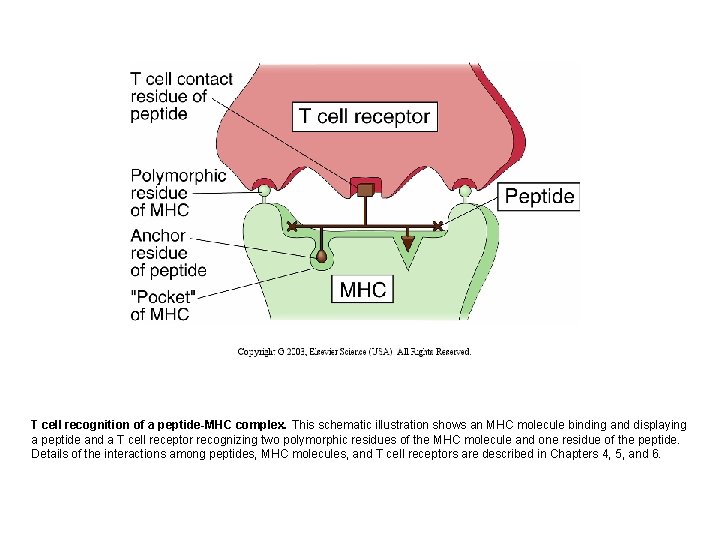 T cell recognition of a peptide-MHC complex. This schematic illustration shows an MHC molecule