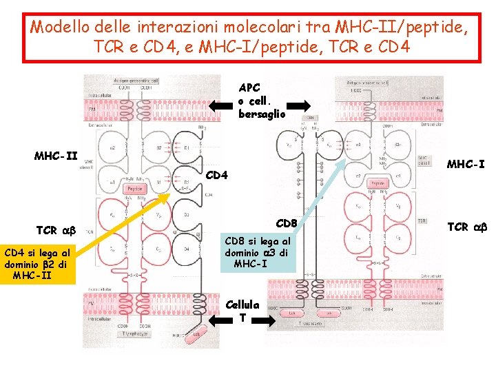 Modello delle interazioni molecolari tra MHC-II/peptide, TCR e CD 4, e MHC-I/peptide, TCR e