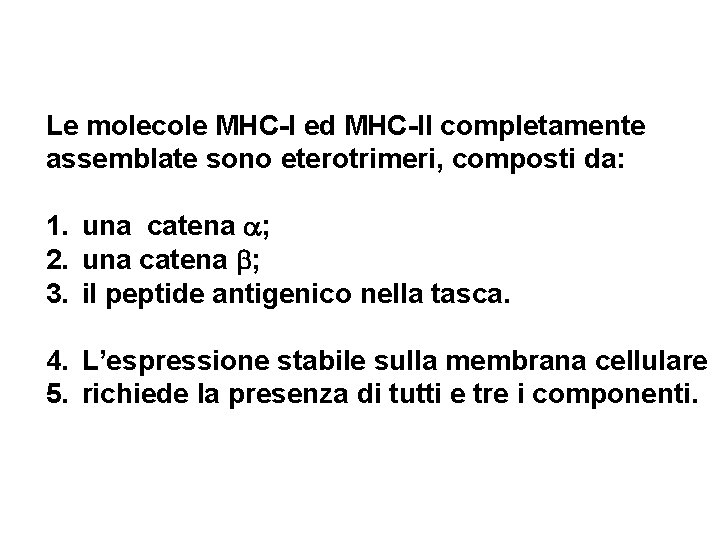 Le molecole MHC-I ed MHC-II completamente assemblate sono eterotrimeri, composti da: 1. una catena