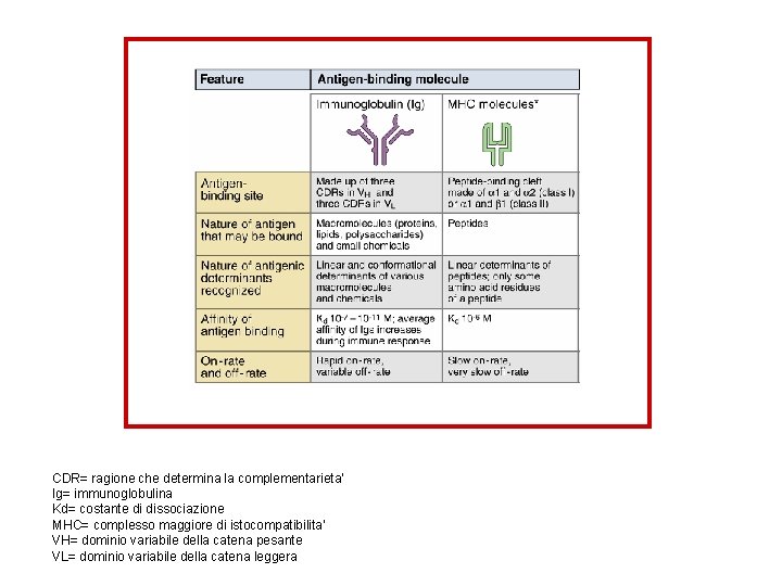 CDR= ragione che determina la complementarieta’ Ig= immunoglobulina Kd= costante di dissociazione MHC= complesso