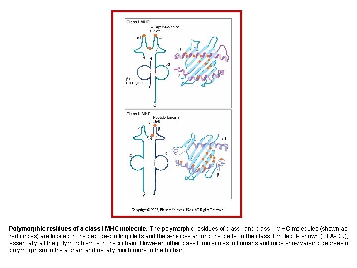 Polymorphic residues of a class I MHC molecule. The polymorphic residues of class I