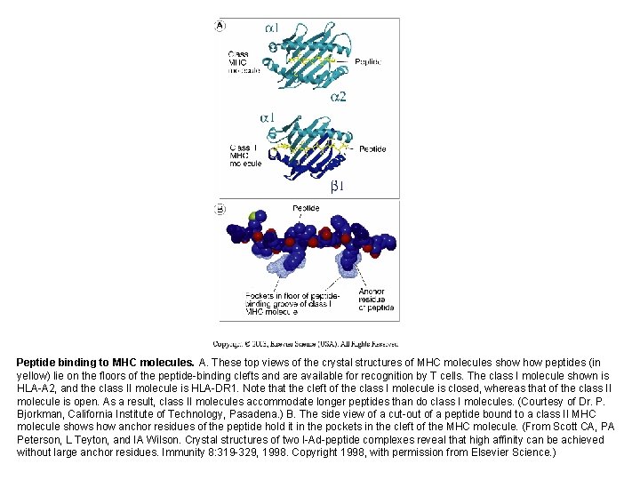 Peptide binding to MHC molecules. A. These top views of the crystal structures of