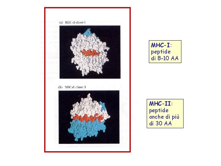 MHC-I: peptide di 8 -10 AA MHC-II: peptide anche di più di 30 AA