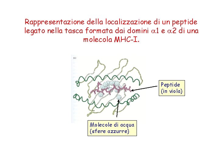 Rappresentazione della localizzazione di un peptide legato nella tasca formata dai domini 1 e