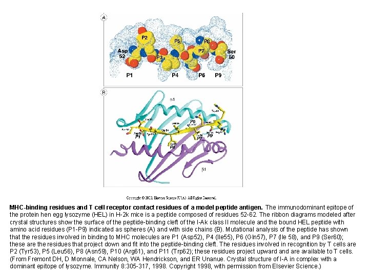 MHC-binding residues and T cell receptor contact residues of a model peptide antigen. The