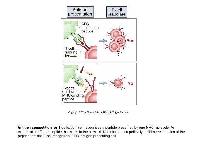 Antigen competition for T cells. A T cell recognizes a peptide presented by one