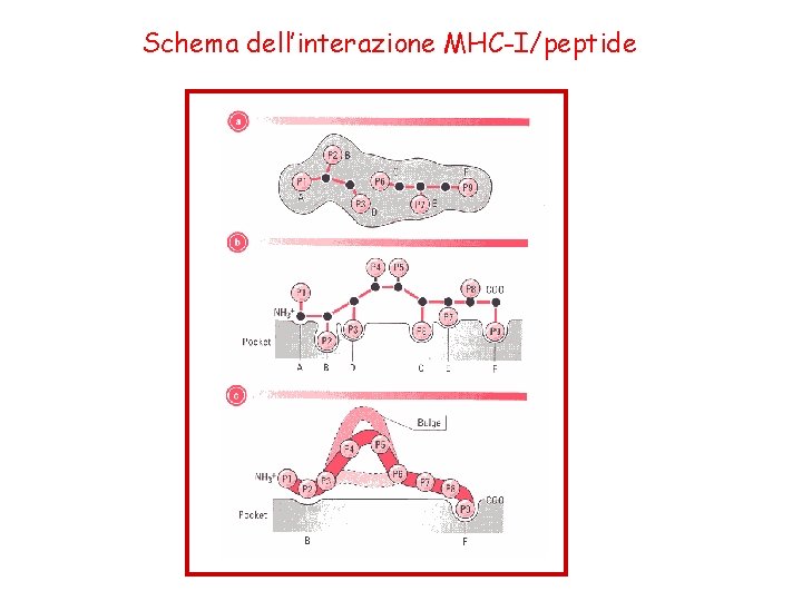 Schema dell’interazione MHC-I/peptide 
