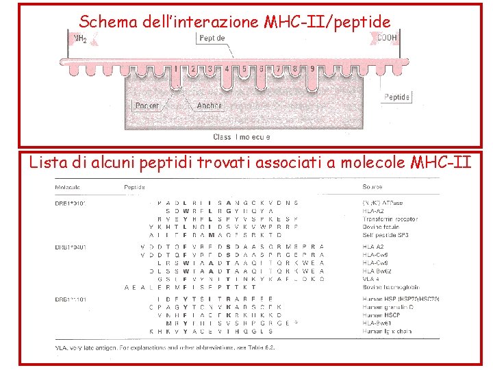 Schema dell’interazione MHC-II/peptide Lista di alcuni peptidi trovati associati a molecole MHC-II 