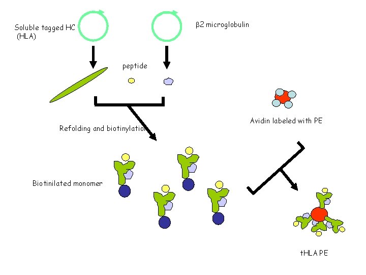  2 microglobulin Soluble tagged HC (HLA) peptide Refolding and biotinylation Avidin labeled with