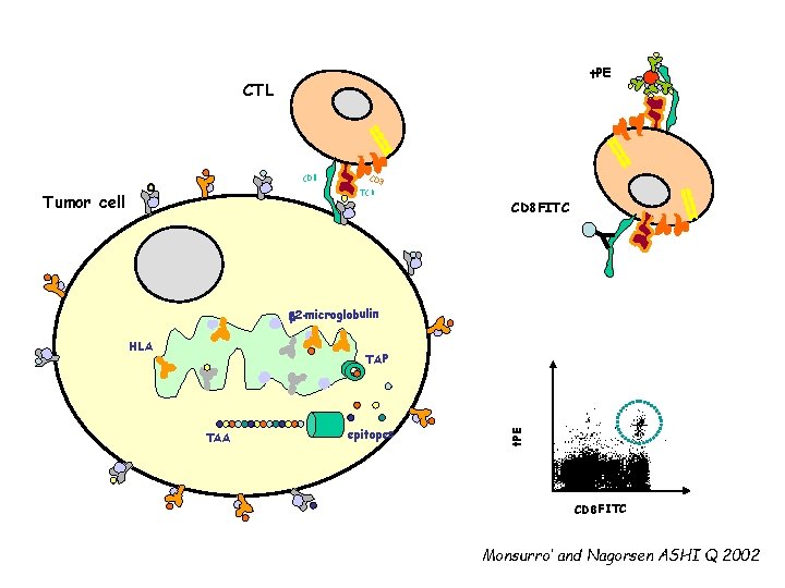 t. PE CTL CD 8 CD 3 TCR Tumor cell CD 8 FITC 2