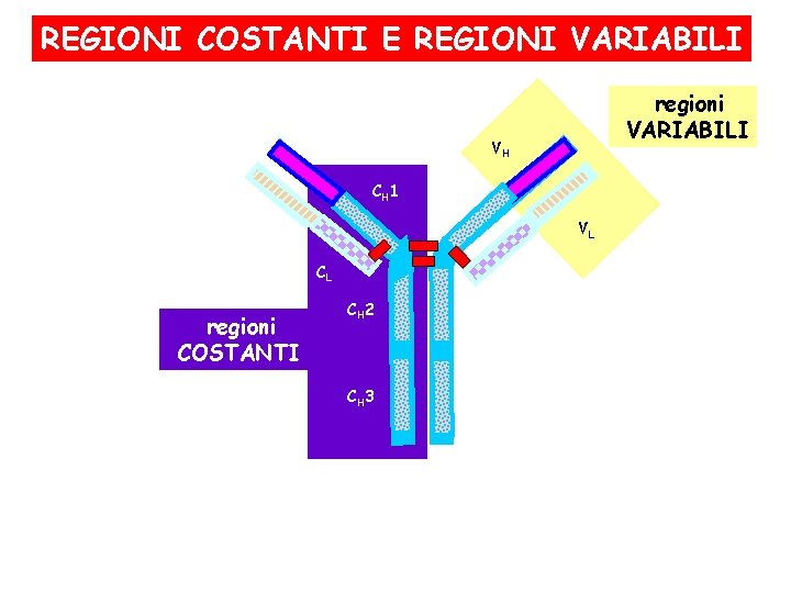 REGIONI COSTANTI E REGIONI VARIABILI regioni VARIABILI VH CH 1 VL CL regioni COSTANTI