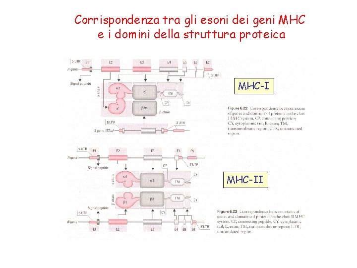 Corrispondenza tra gli esoni dei geni MHC e i domini della struttura proteica MHC-II