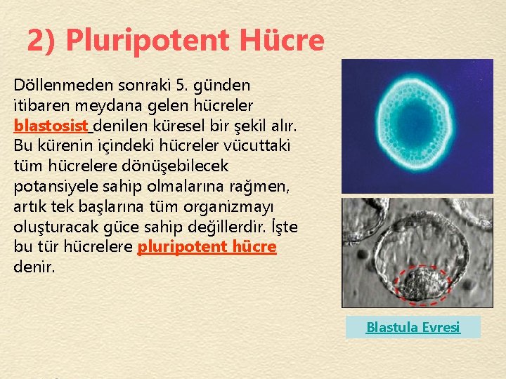 2) Pluripotent Hücre Döllenmeden sonraki 5. günden itibaren meydana gelen hücreler blastosist denilen küresel