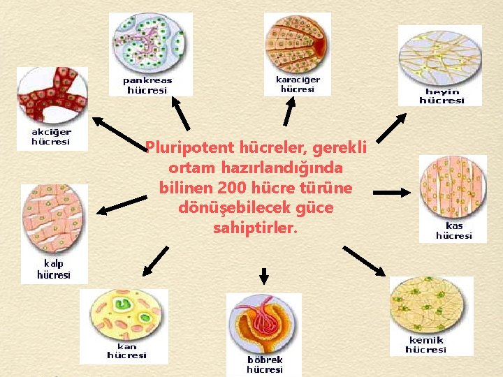 Pluripotent hücreler, gerekli ortam hazırlandığında bilinen 200 hücre türüne dönüşebilecek güce sahiptirler. 