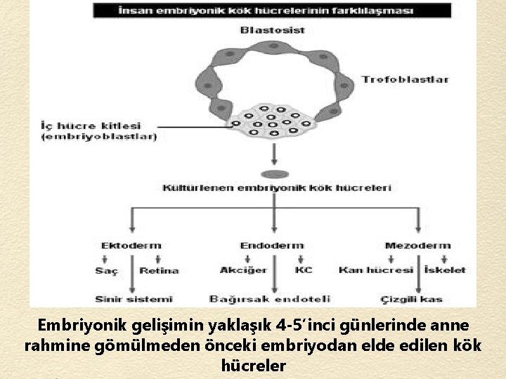 Embriyonik gelişimin yaklaşık 4 -5’inci günlerinde anne rahmine gömülmeden önceki embriyodan elde edilen kök