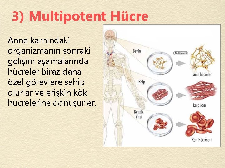 3) Multipotent Hücre Anne karnındaki organizmanın sonraki gelişim aşamalarında hücreler biraz daha özel görevlere