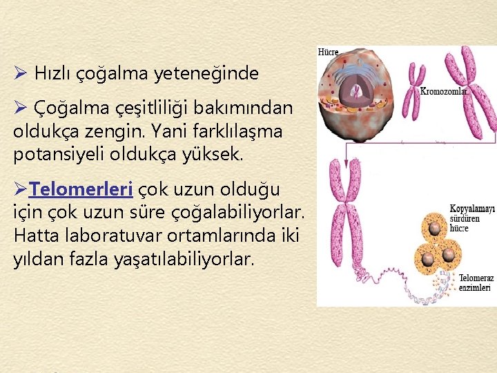 Ø Hızlı çoğalma yeteneğinde Ø Çoğalma çeşitliliği bakımından oldukça zengin. Yani farklılaşma potansiyeli oldukça