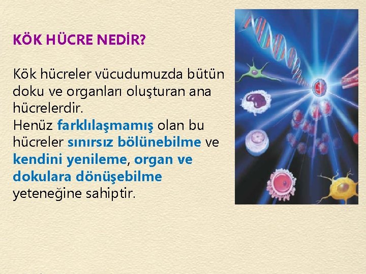 KÖK HÜCRE NEDİR? Kök hücreler vücudumuzda bütün doku ve organları oluşturan ana hücrelerdir. Henüz