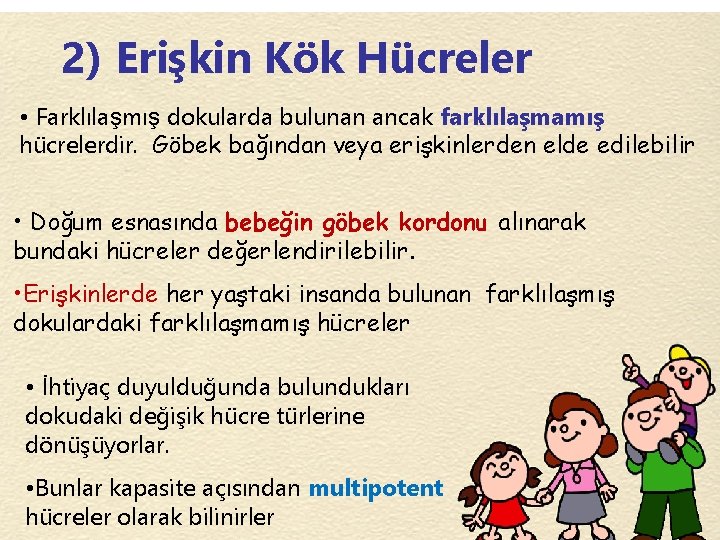 2) Erişkin Kök Hücreler • Farklılaşmış dokularda bulunan ancak farklılaşmamış hücrelerdir. Göbek bağından veya