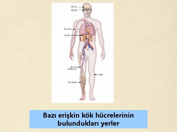 Bazı erişkin kök hücrelerinin bulundukları yerler 