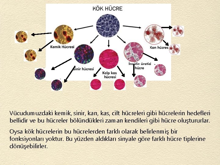 Vücudumuzdaki kemik, sinir, kan, kas, cilt hücreleri gibi hücrelerin hedefleri bellidir ve bu hücreler