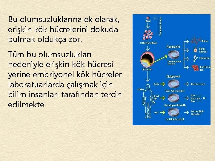 Bu olumsuzluklarına ek olarak, erişkin kök hücrelerini dokuda bulmak oldukça zor. Tüm bu olumsuzlukları