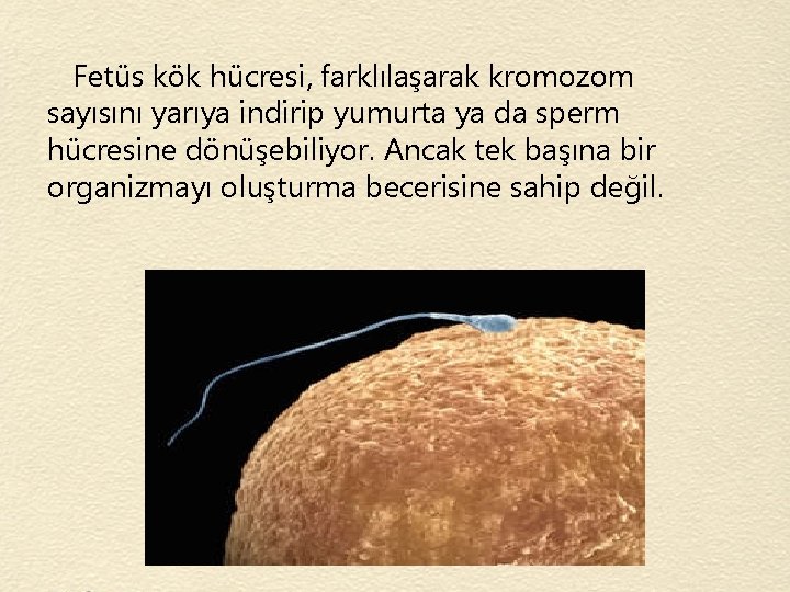 Fetüs kök hücresi, farklılaşarak kromozom sayısını yarıya indirip yumurta ya da sperm hücresine dönüşebiliyor.