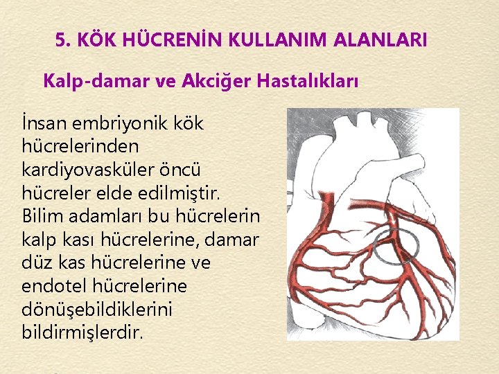 5. KÖK HÜCRENİN KULLANIM ALANLARI Kalp-damar ve Akciğer Hastalıkları İnsan embriyonik kök hücrelerinden kardiyovasküler