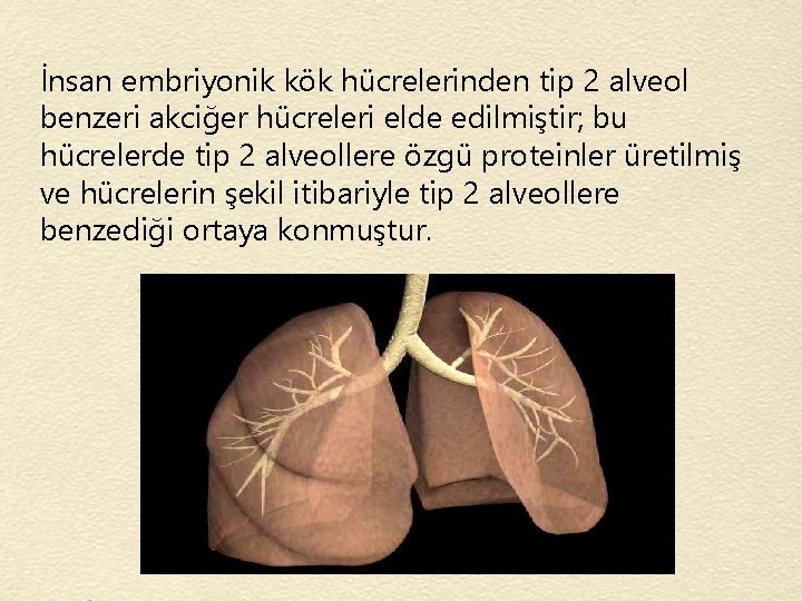 İnsan embriyonik kök hücrelerinden tip 2 alveol benzeri akciğer hücreleri elde edilmiştir; bu hücrelerde