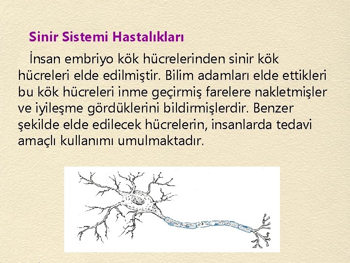 Sinir Sistemi Hastalıkları İnsan embriyo kök hücrelerinden sinir kök hücreleri elde edilmiştir. Bilim adamları