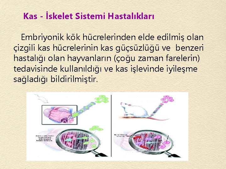 Kas - İskelet Sistemi Hastalıkları Embriyonik kök hücrelerinden elde edilmiş olan çizgili kas hücrelerinin