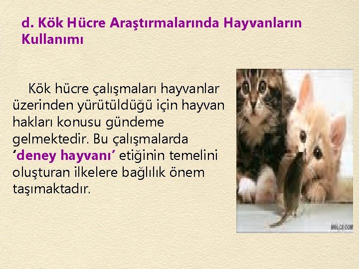 d. Kök Hücre Araştırmalarında Hayvanların Kullanımı Kök hücre çalışmaları hayvanlar üzerinden yürütüldüğü için hayvan