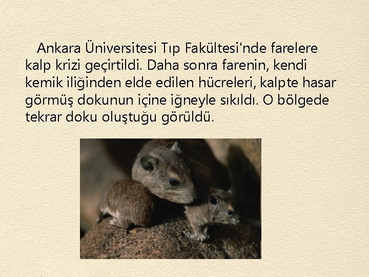 Ankara Üniversitesi Tıp Fakültesi'nde farelere kalp krizi geçirtildi. Daha sonra farenin, kendi kemik iliğinden
