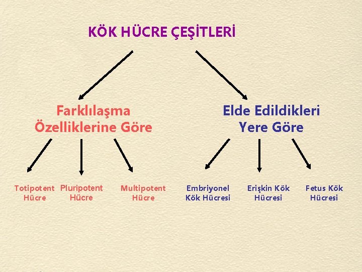 KÖK HÜCRE ÇEŞİTLERİ Farklılaşma Özelliklerine Göre Totipotent Pluripotent Hücre Multipotent Hücre Elde Edildikleri Yere