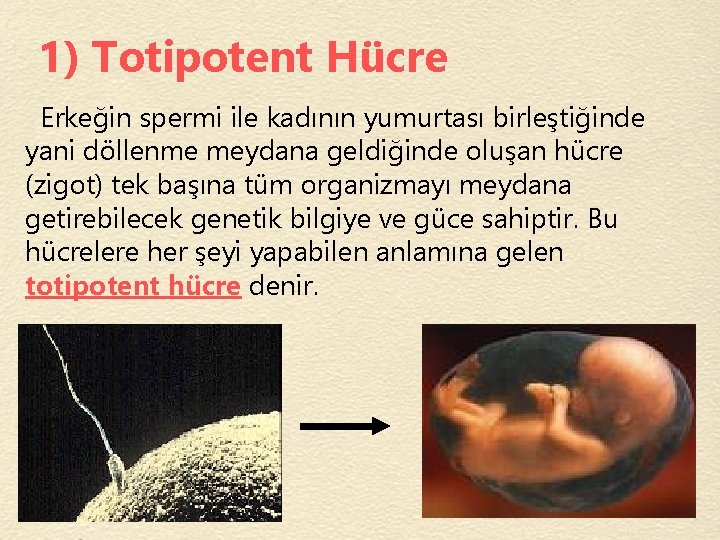 1) Totipotent Hücre Erkeğin spermi ile kadının yumurtası birleştiğinde yani döllenme meydana geldiğinde oluşan