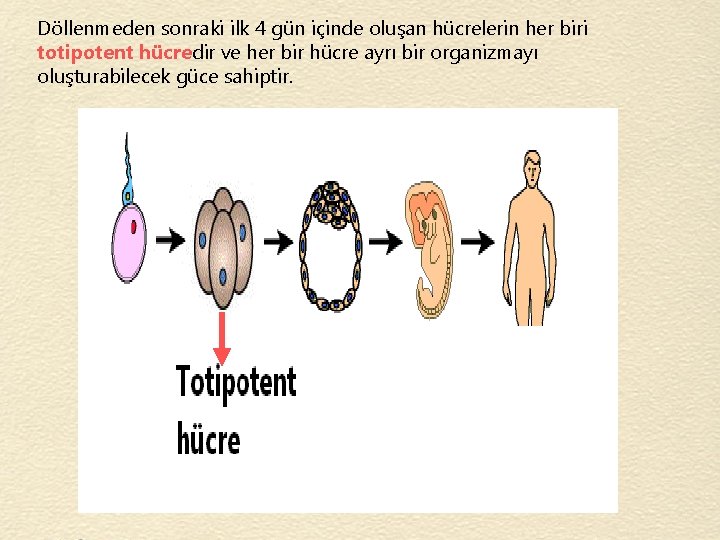 Döllenmeden sonraki ilk 4 gün içinde oluşan hücrelerin her biri totipotent hücredir ve her