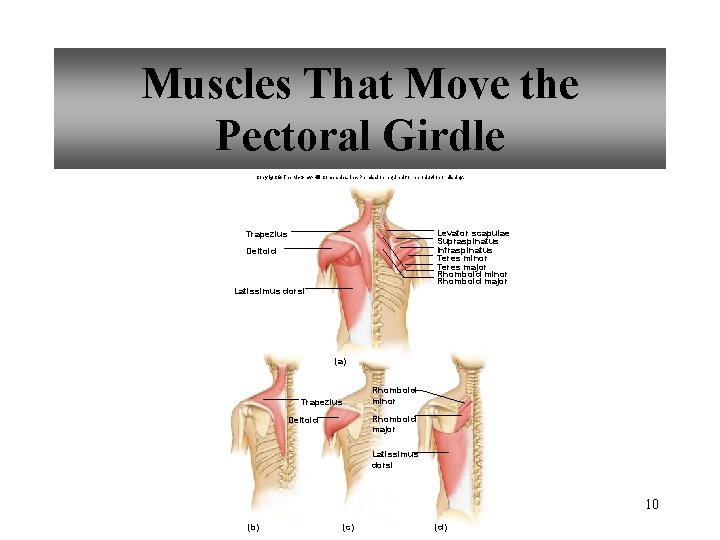 Muscles That Move the Pectoral Girdle Copyright © The Mc. Graw-Hill Companies, Inc. Permission