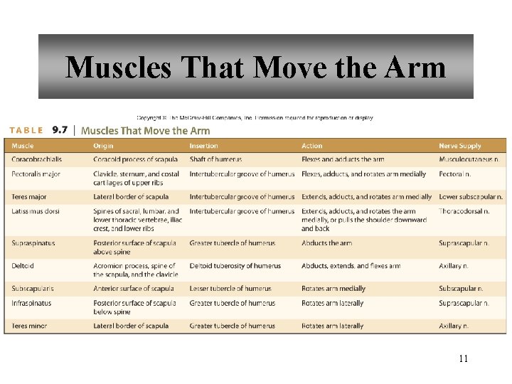 Muscles That Move the Arm 11 