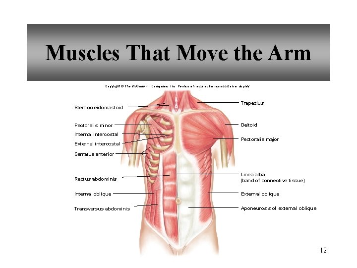 Muscles That Move the Arm Copyright © The Mc. Graw-Hill Companies, Inc. Permission required